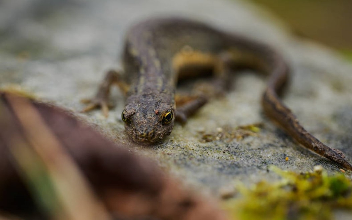 Le printemps des amphibiens