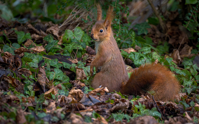 Un écureuil est aux aguets, debout sur ses pattes arrières