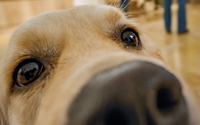 Truffe et yeux d'un chien de près