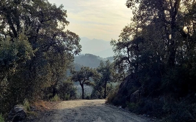 forêt aride traversée par un chemin de pierre, montagnes au loin