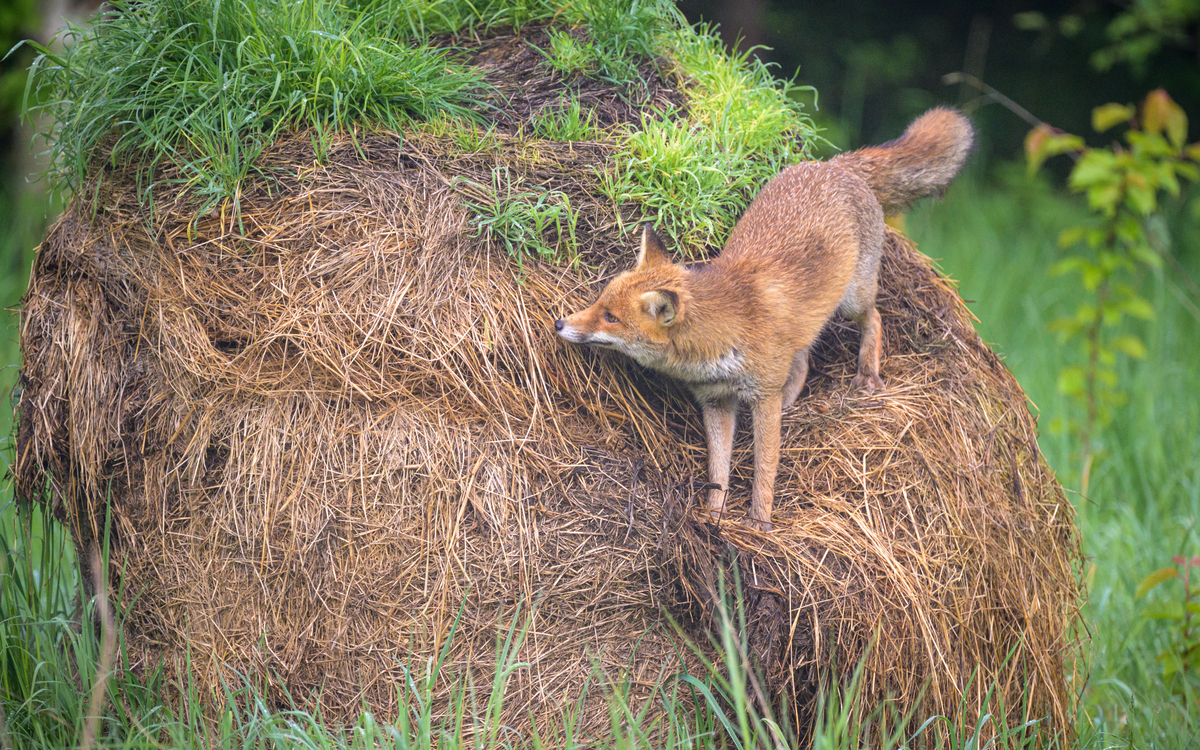 L’individu derrière l’espèce : comment redonner un visage à la biodiversité