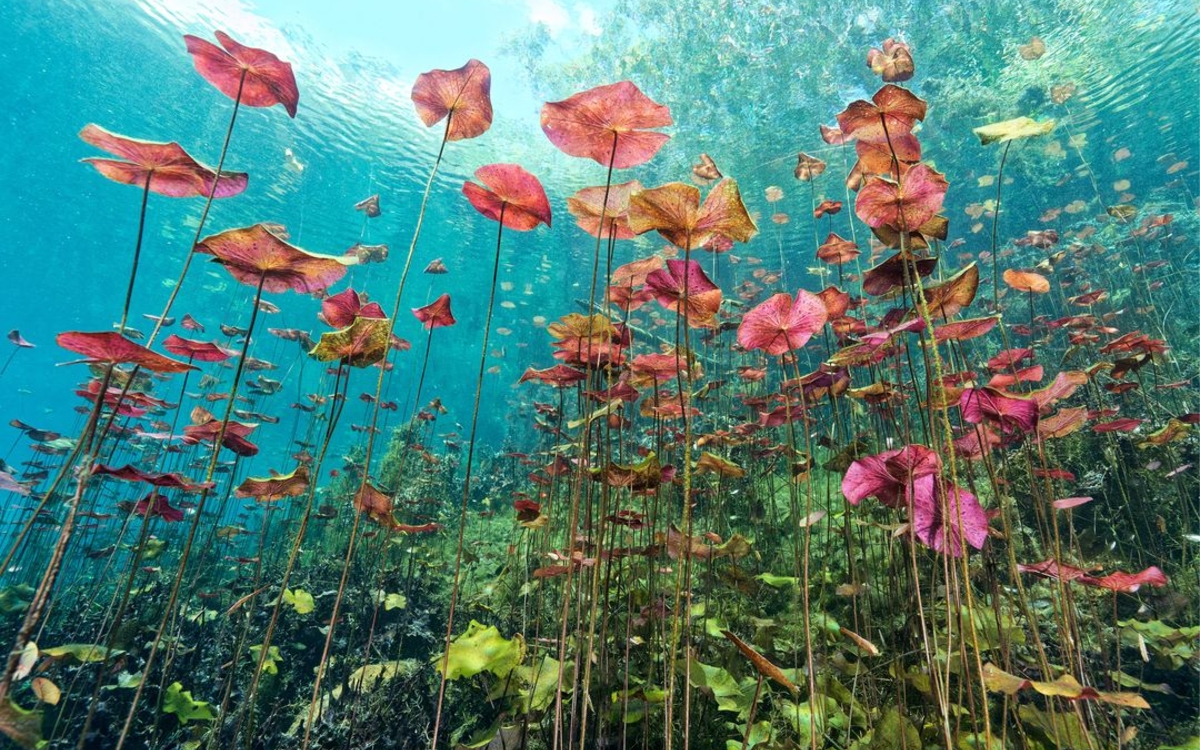 Exposition photos : "Couleurs sous-marines"