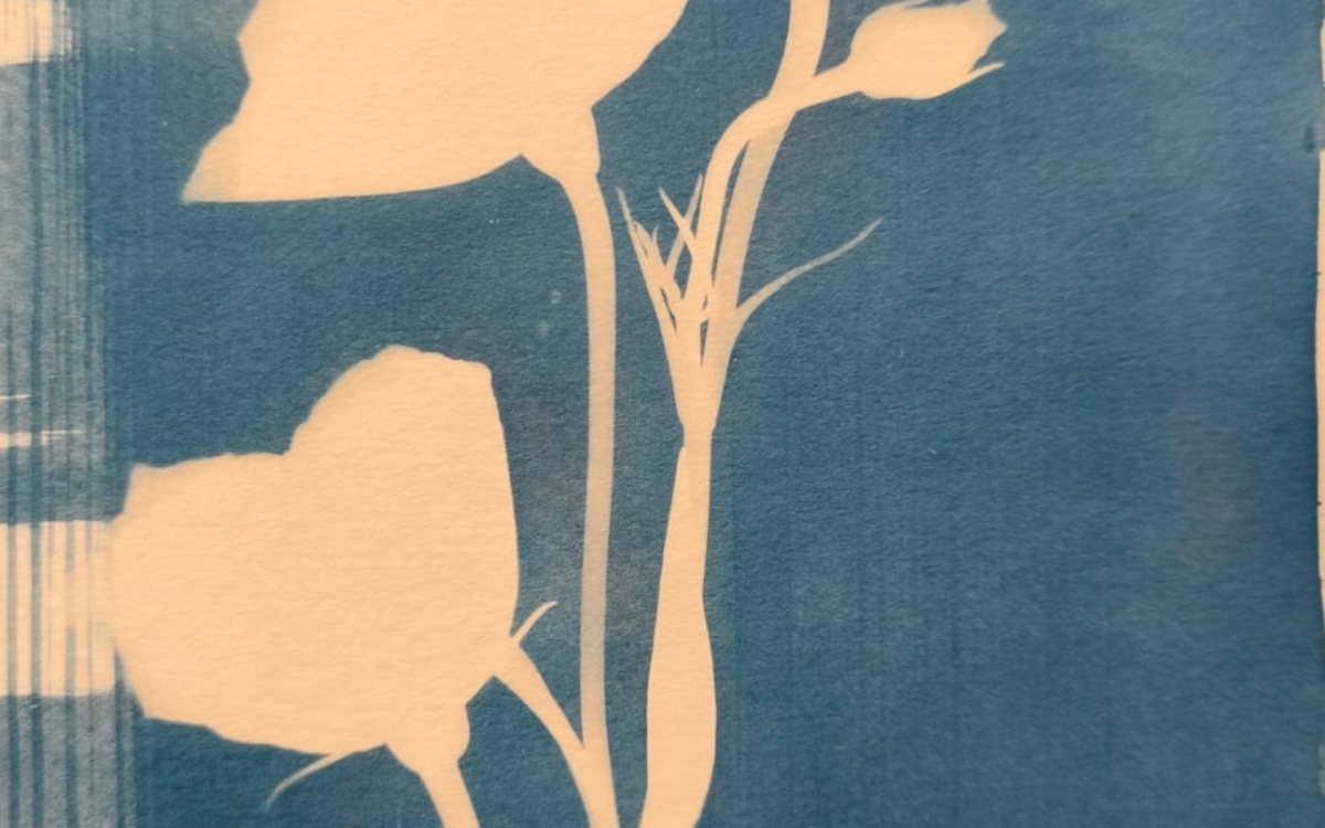 Découvrez le cyanotype
