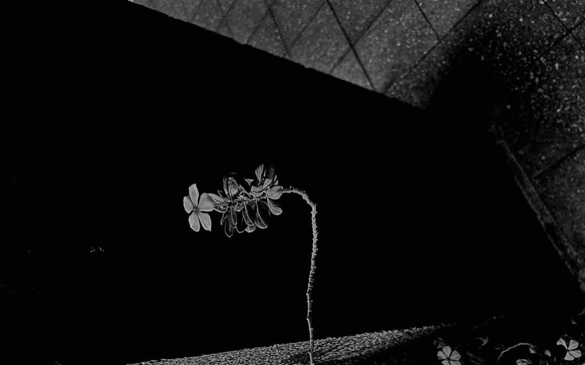 Un cadre de couleur noir au milieu ressort une fleur blanche