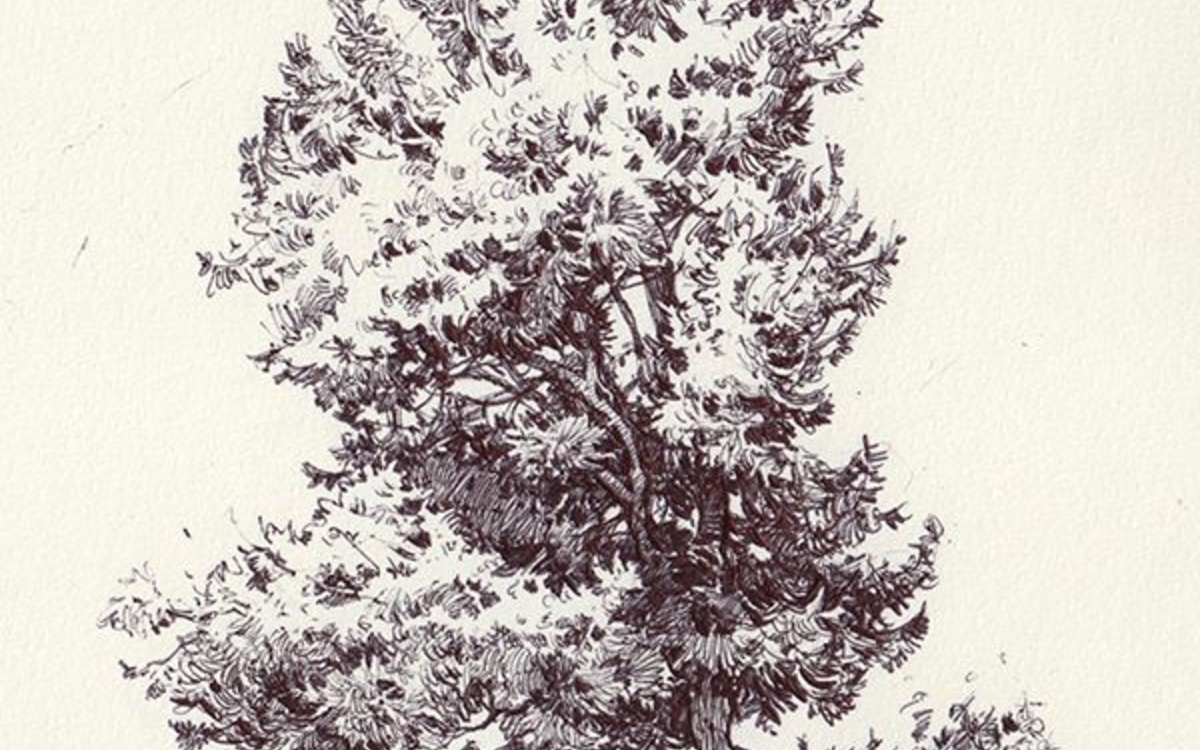 DEssin arbre
