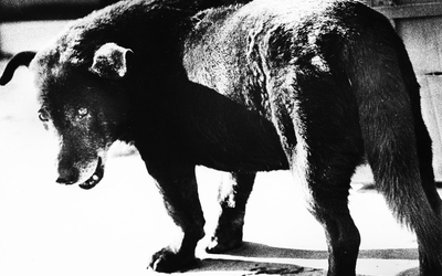 Un chien noir