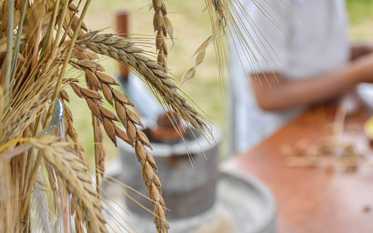 Bouquet de céréales avec moulin pour faire de la farine
