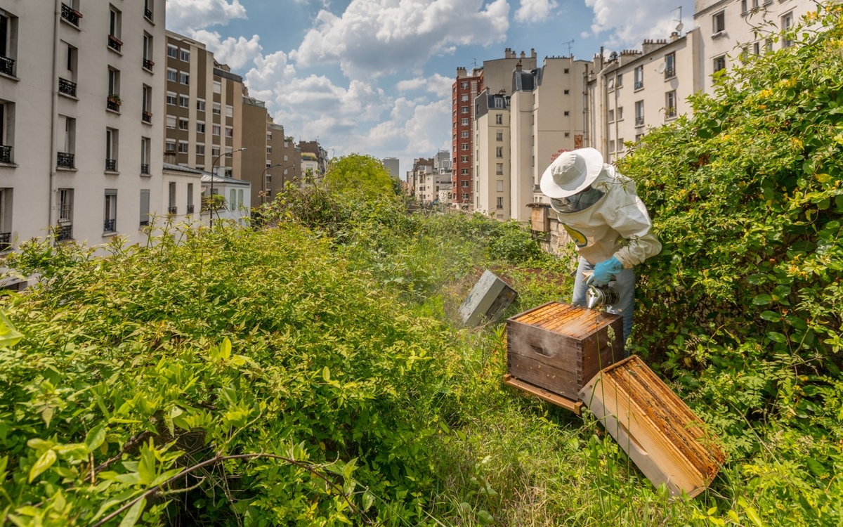 “Bee in the City” exhibition exhibition image
