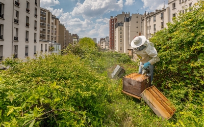 Apiculteur urbain observant des ruches en ville dans le cadre de l’exposition Abeilles en Ville organisée par CityBzz à Paris.