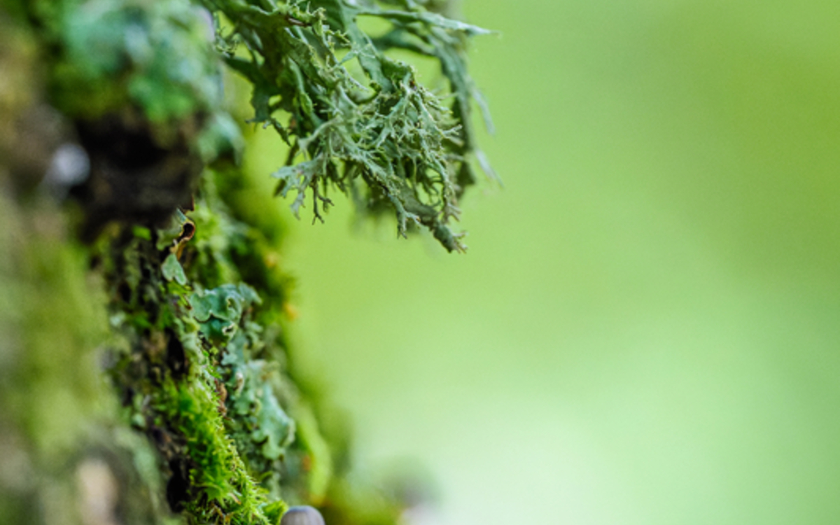 Promenade dans le monde des lichens