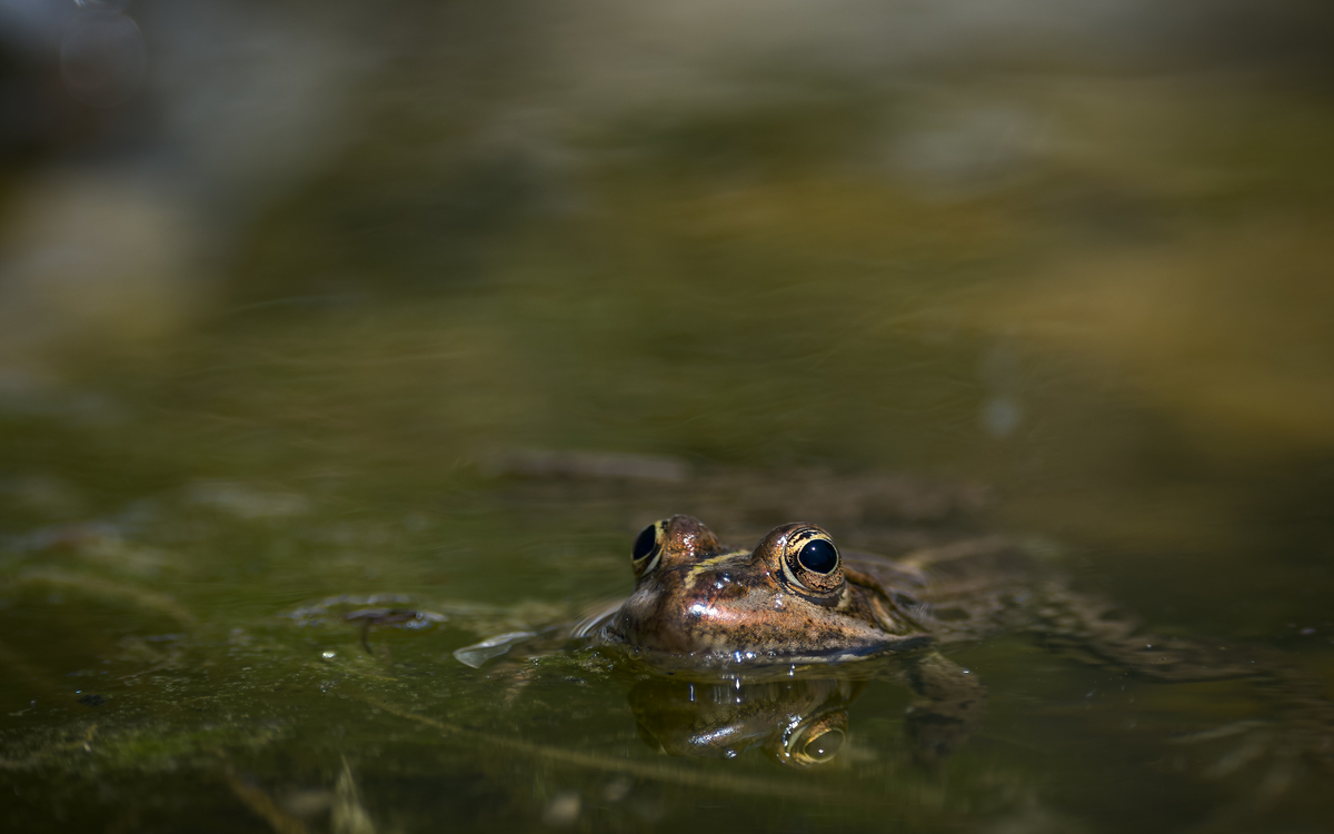 Ecologie des amphibiens au Jardin Sauvage Saint-Vincent
