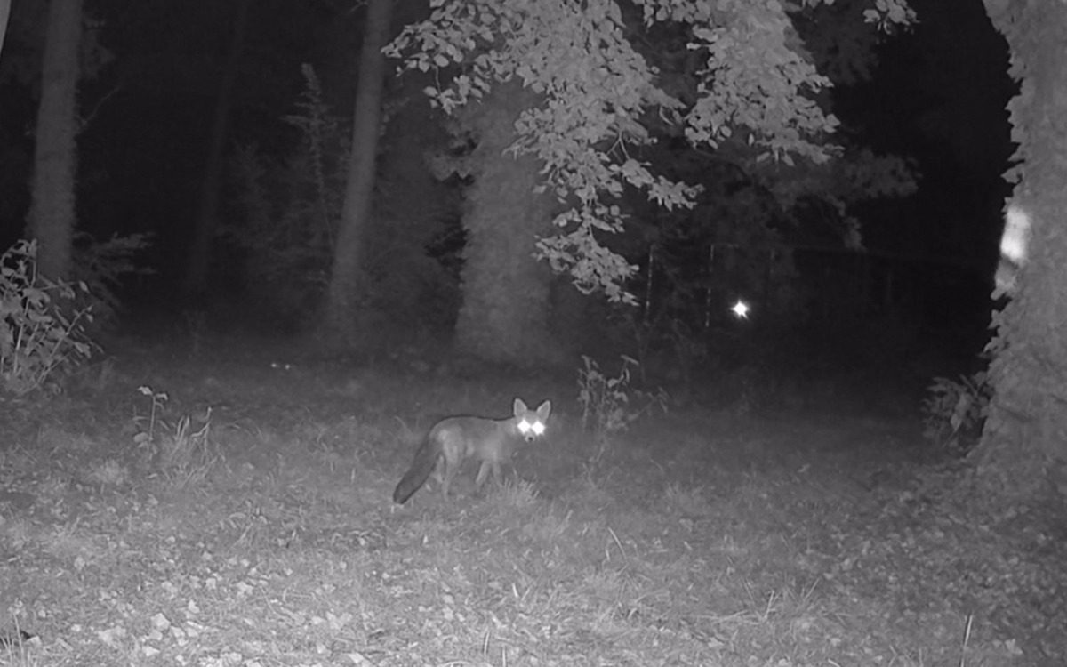 La biodiversité nocturne du Parc Floral de Paris