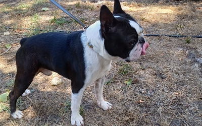 Bouledogue Français