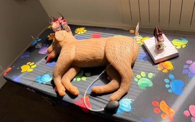 Mannequin de chien pour animation