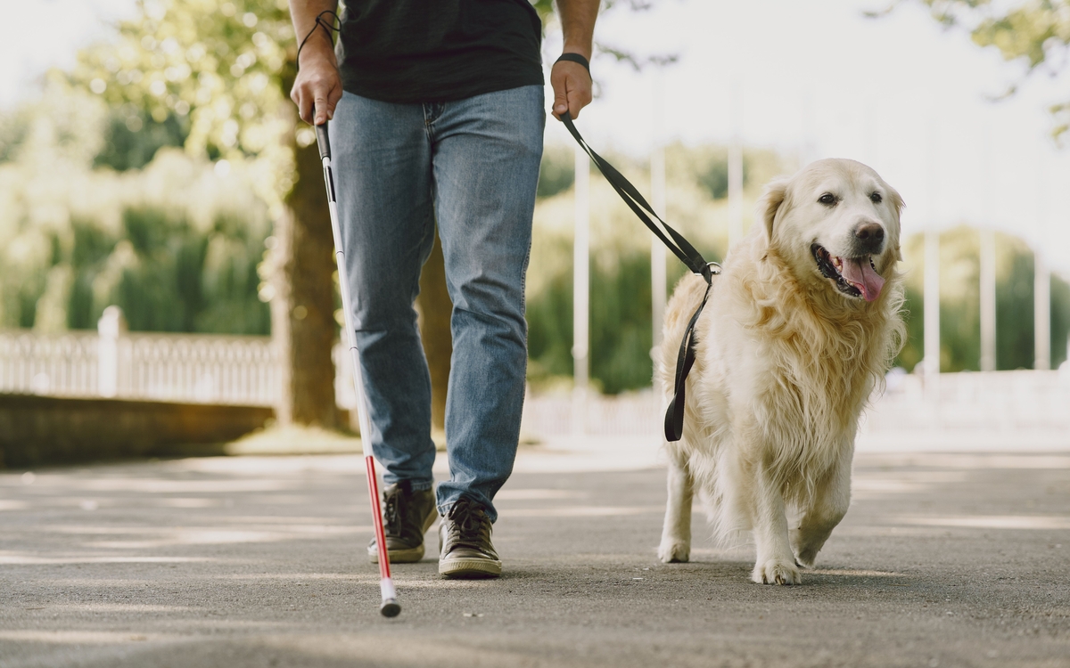 Un chien guide marche dans une rue ensoleillée, tenue en laisse par une personne déficiente visuelle