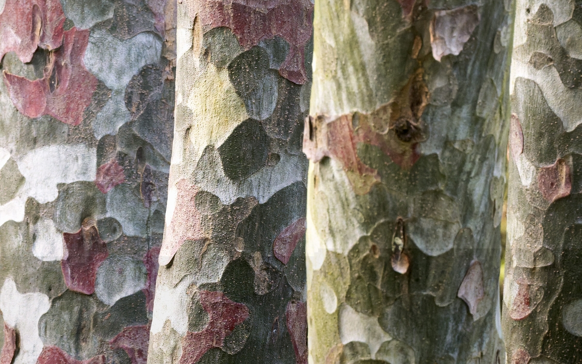 Exposition "Écorces" à l'Arboretum de Paris
