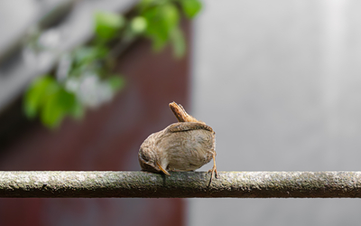Troglodyte mignon photographié dans le 20e arrondissement de Paris