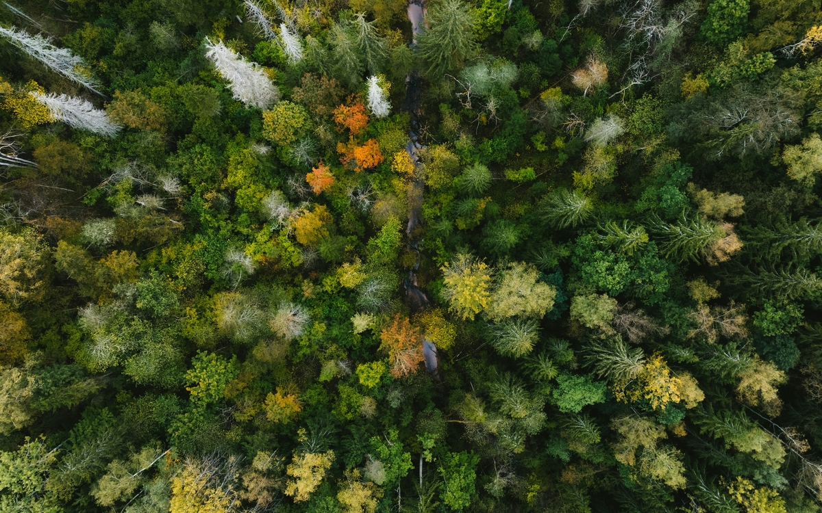 L'Automne de la science dans les bibliothèques - La nature nous inspire