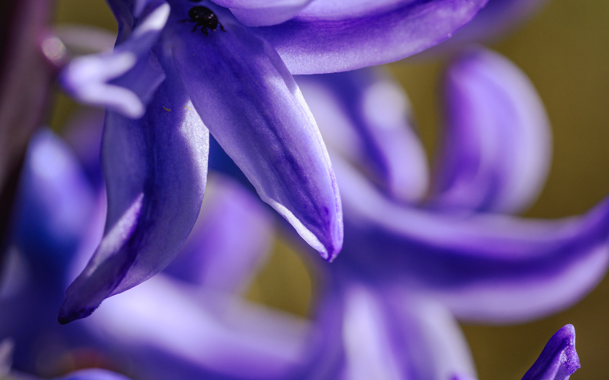 Petites fleurs sauvages à la loupe
