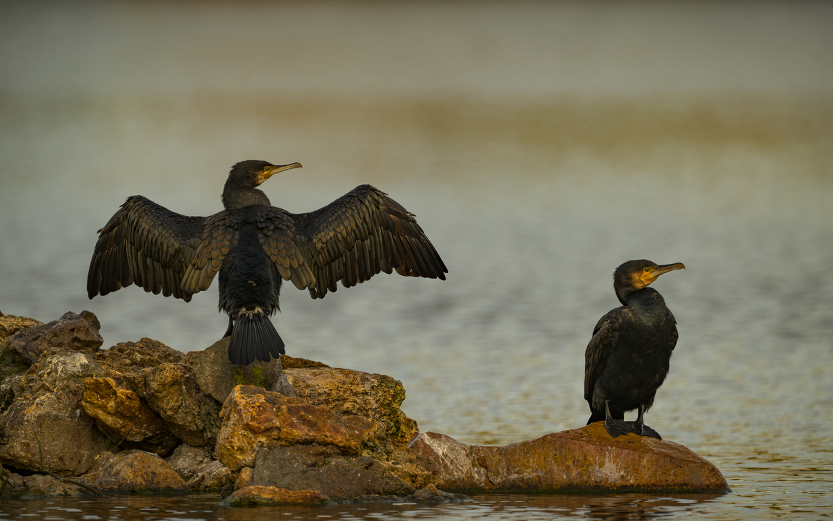 Les oiseaux au lac Daumesnil