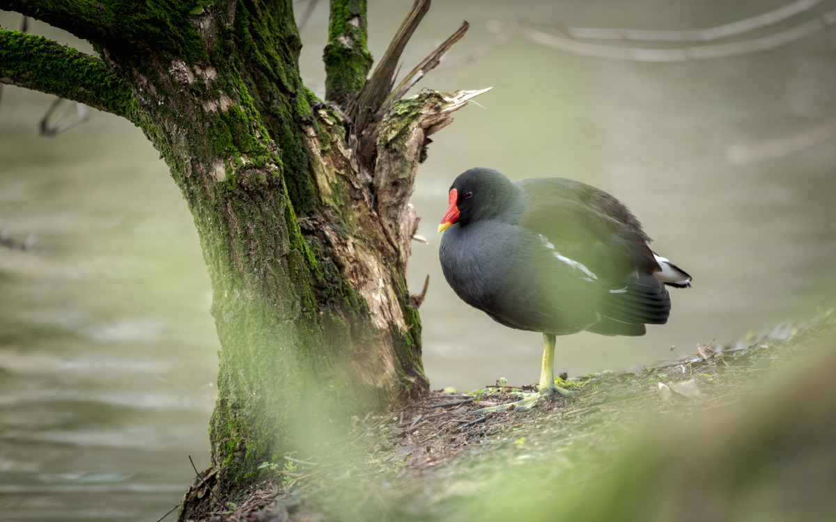 Les oiseaux au parc Montsouris