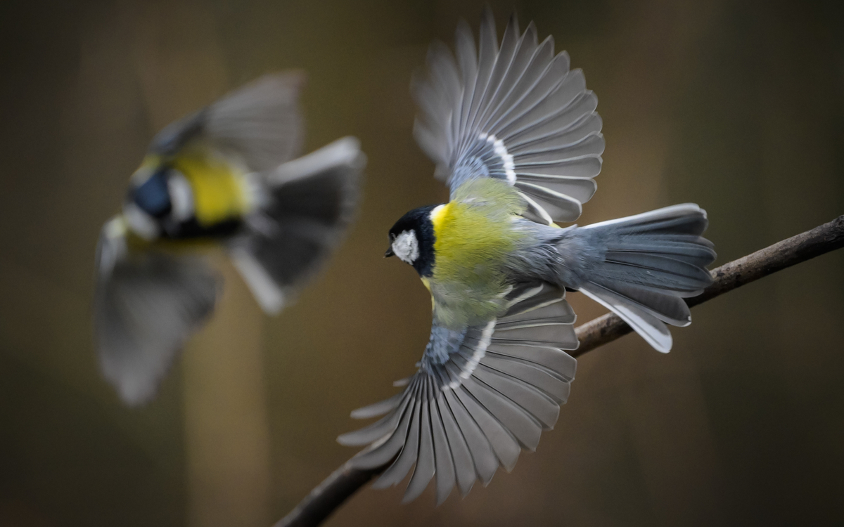 Sortie ornithologique pour les plus jeunes