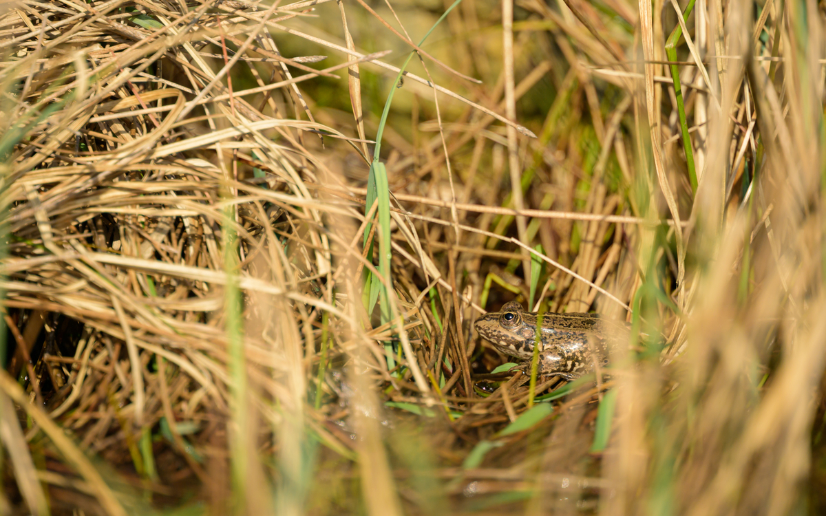 Ecologie des amphibiens au Jardin Sauvage Saint-Vincent