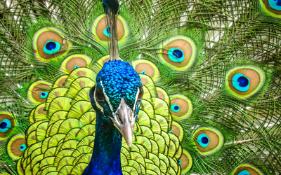05 08 Oiseau PF_-_Sibylle_Ferlicot_-_Biodiversite
