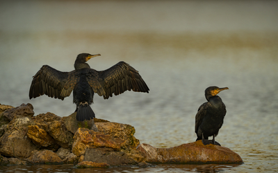 11 08 oiseaux Daumesnil_-_Lumieres_dAutomne_Grand_Cormoran_Phalacrocorax_carbo_-_Frederic_Combeau