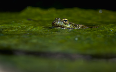 03 07 Anoure d été_Grenouille_rieuse_Pelophylax_ridibundus_-_Frederic_Combeau