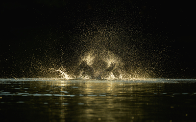 21 07 Minimes_-_Grand_Cormoran_Phalacrocorax_carbo_-_Frederic_Combeau