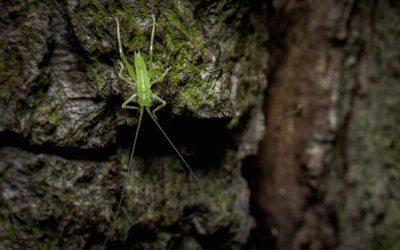 12 08 Orthopteres_-_Frederic_Combeau_-__Sauterelle_Tettigonide_larve