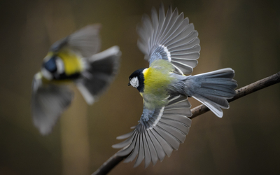 10 07 sortie ornitho jeunes -_Mesange_charbonniere_Parus_major_-_Frederic_Combeau