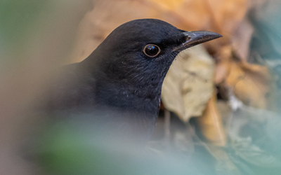 18 08 Oiseau des jardins_-_Dana_Escalera_-_Volatiles