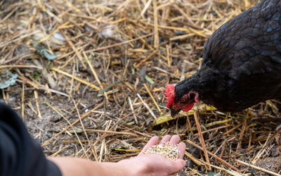 Une main donne des graines à une poule