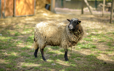 Brebis dans l'herbe 