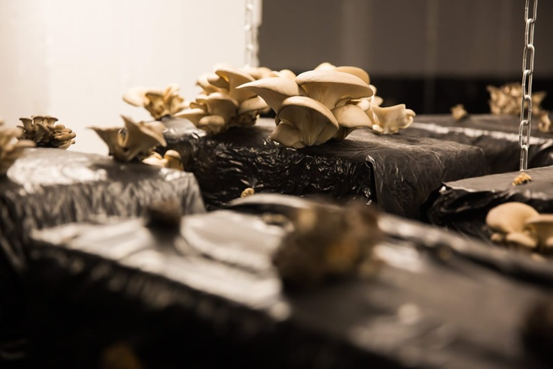 Champignons poussant sur des blocs