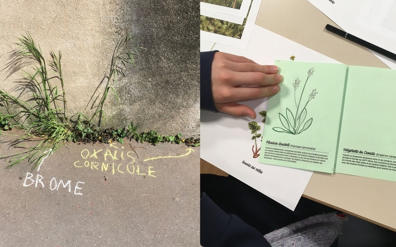 Noms de plantes urbaines inscrits à la craie et carnet botanique
