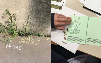 Noms de plantes urbaines inscrits à la craie et carnet botanique