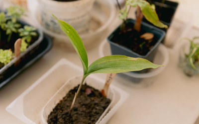 Gros plan sur une bouture de plante