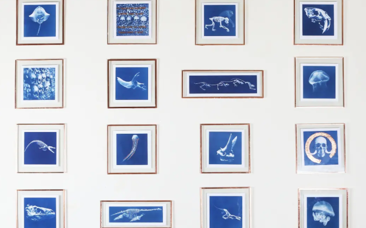 Mur blanc couvert de 16 cyanotypes de Soraya Meunier