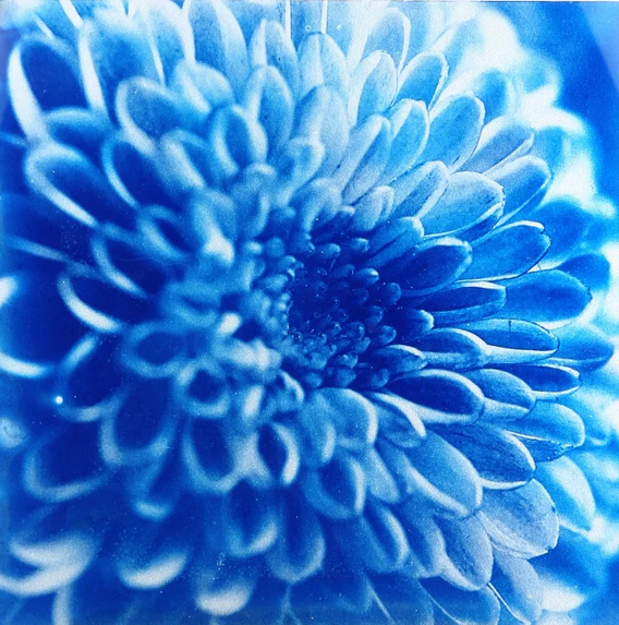 Cyanotype de chrysanthème pompon