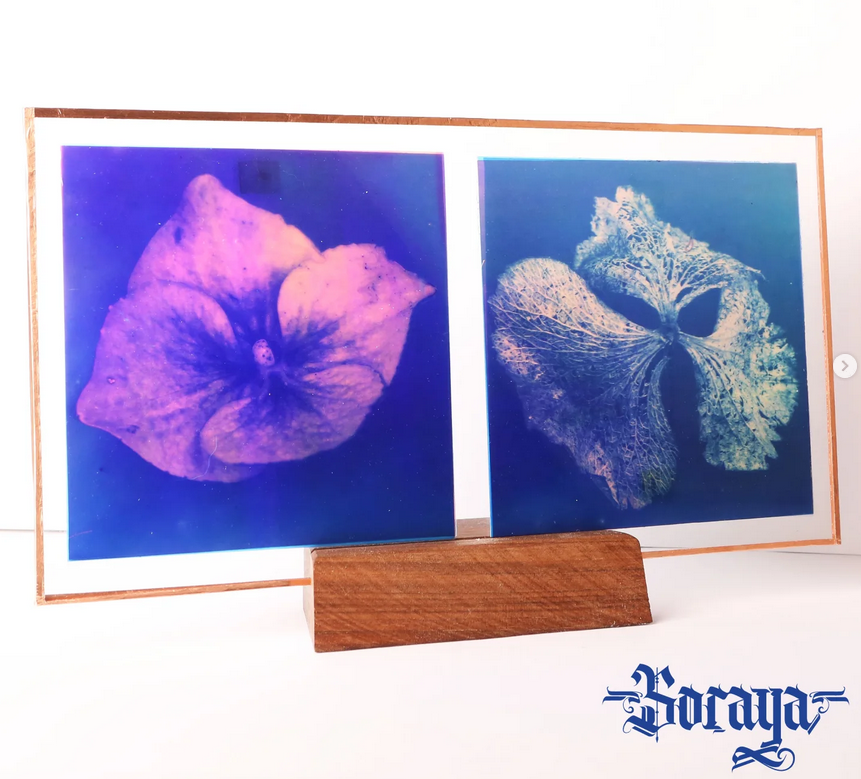 Hortensia sur fond mauve et sur fond blanc