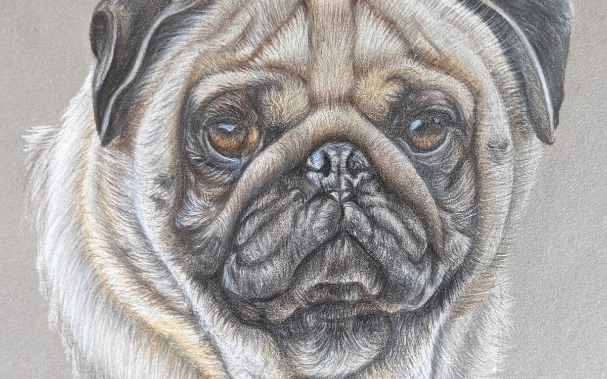 STAGE DESSIN ANIMALIER