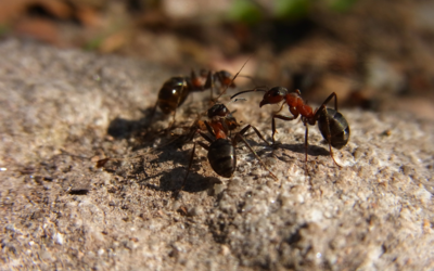 photo de fourmis qui semblent se concerter
