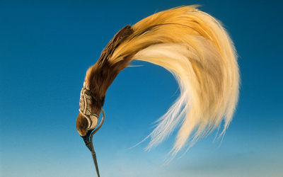 Sur un fond bleu, une plume jaune 