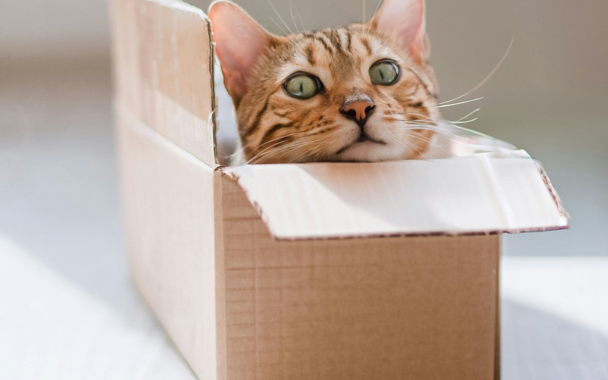Atelier de création de jouets pour chats
