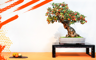 BONSAI CULTURE EXPO