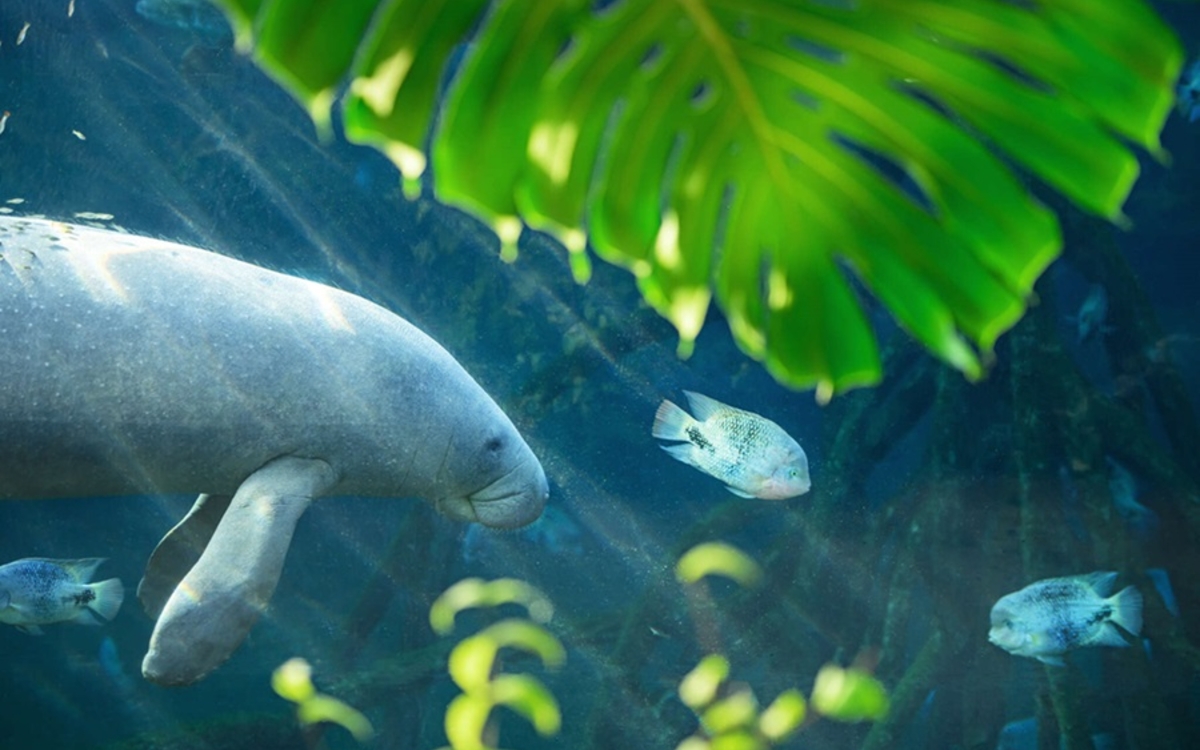 Gagnez des places pour découvrir « Voyage en milieux humides », la nouvelle saison du Parc zoologique de Paris
