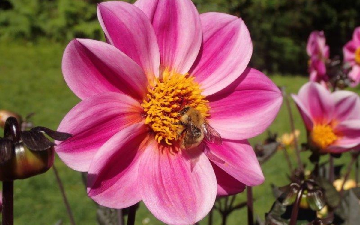 Visit to the Paris Floral Park - The Dahlias